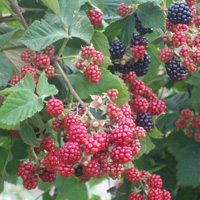 Blackberries - Thornless Triple Crown